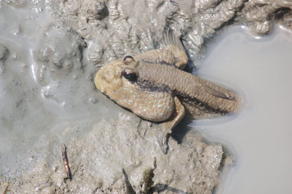 Giant Mudskipper - Sky Mirror